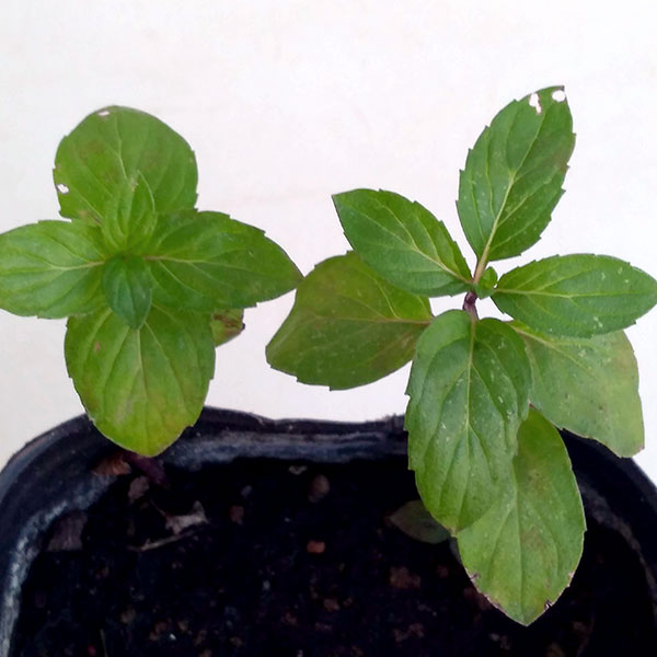 ハーブの苗/ニホンハッカ：ほうよう3号ポット 6株セット