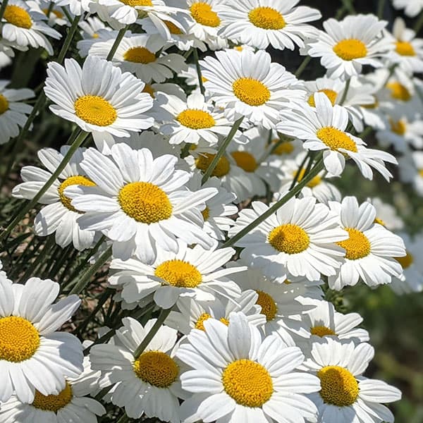 ハーブの苗/ピレスラム（除虫菊・ジョチュウギク）：白花3号ポット 6株セット