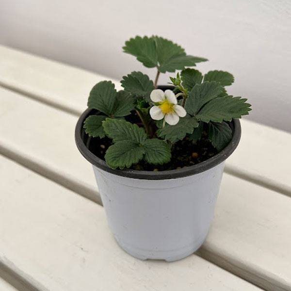 ハーブの苗/ガーデンハーブ：ワイルドストロベリー3.5号ポット