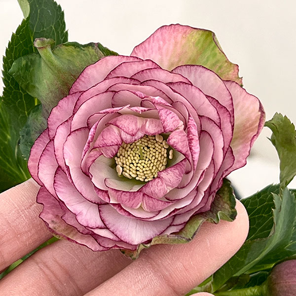 楽天市場】クリスマスローズ 若泉の通販