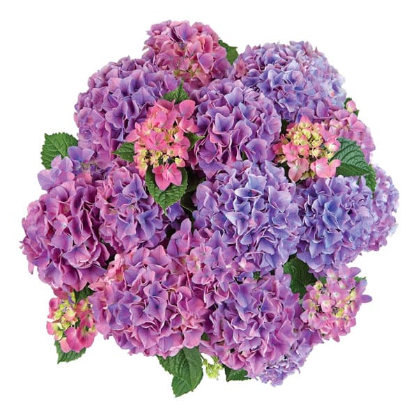 花木 庭木の苗/アジサイ：テーブルテンシア3.5号ポット