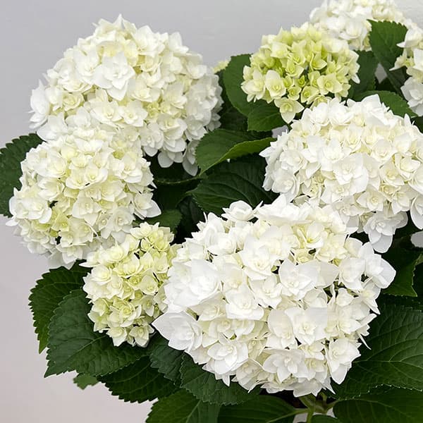 花木 庭木の苗/アジサイ：フロレンシア（白）3.5号ポット