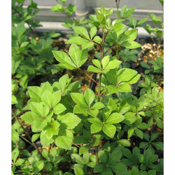 野菜の苗/ヒメウコギ（姫五加皮） 4号ポット