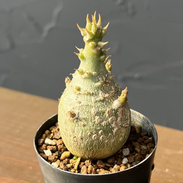 楽天市場】パキポディウム ウィンゾリー（花・ガーデン・DIY）の通販