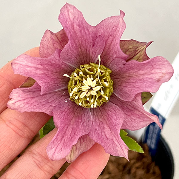 ���ı�ݤ���Υ��ꥹ�ޥ����������ҥǥ����ȥ��֥�26-07��4.5��ݥåȡڸ��������