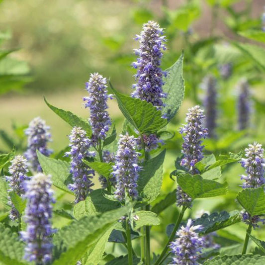 ハーブの苗/アニスヒソップ3号ポット 12株セット