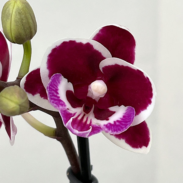 �ߥǥ������祦��󡧥֥�å��ԥ�2.5�� �������ݥå�