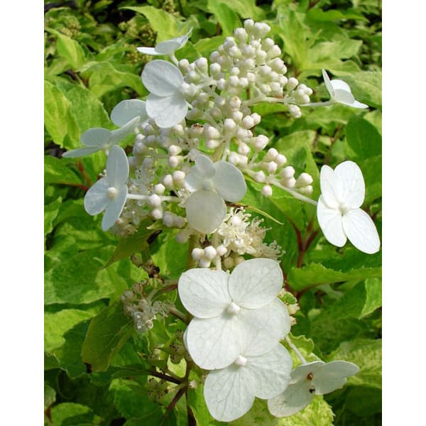 花木 庭木の苗/ノリウツギ（糊空木）：雪化粧（ユキゲショウ）4.5号ポット