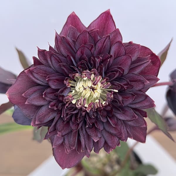 楽天市場】小輪 クリスマスローズの通販