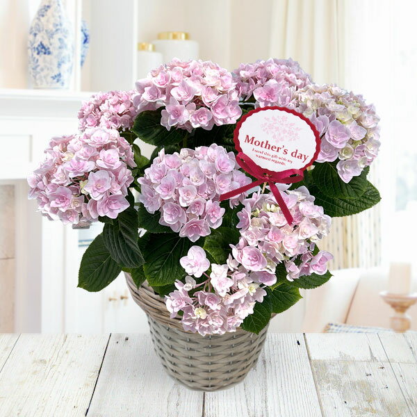 [送料無料][2026年 母の日ギフト][予約]アジサイ：月影（ゲツエイ）ピンク5.5号鉢植え*[あじさい 母の日プレゼント]