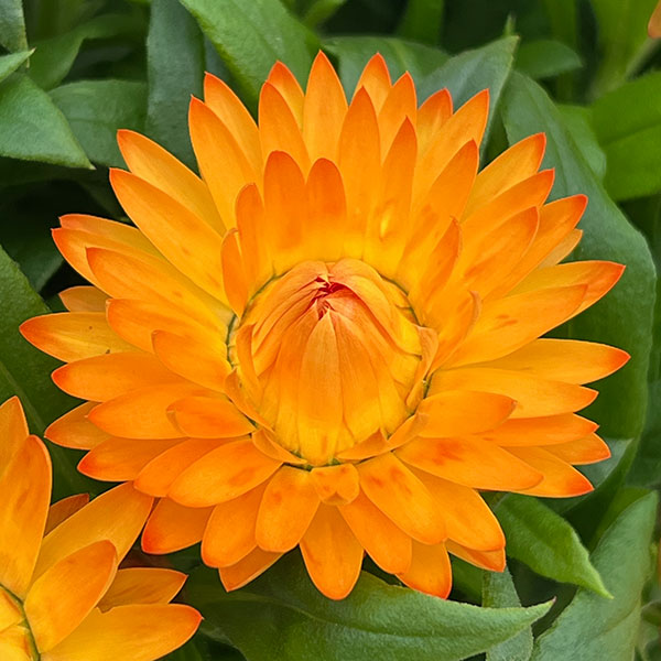 草花の苗/ヘリクリサム：モハベイエ...