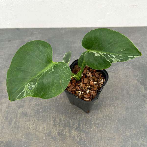 観葉植物/モンステラ：デリシオーサ バルバソー 3.5号ポット26-02 engei2-10325034 園芸ネット プラス パッケージ画像