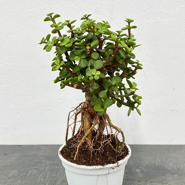 観葉植物/ポーチュラカリア：アフラ...