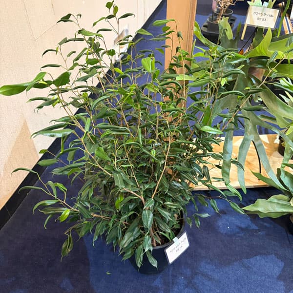 観葉植物/フィカス：ベンジャミナ ペンネ（バロック変異株）8号鉢植え