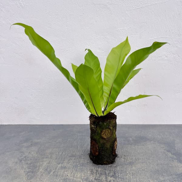 Other Succulents - 観葉植物/アスプレニウム：オオタニワタリ ヘゴ鉢仕立て 4号