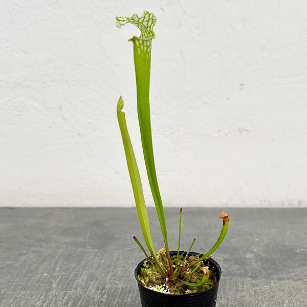 観葉植物/サラセニア：レウコフィラ...