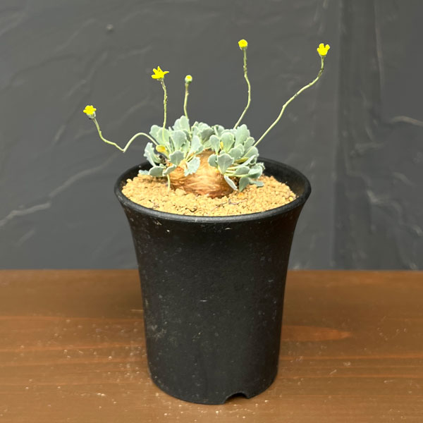 楽天市場】オトンナ（観葉植物｜花・観葉植物）：花・ガーデン・DIYの通販