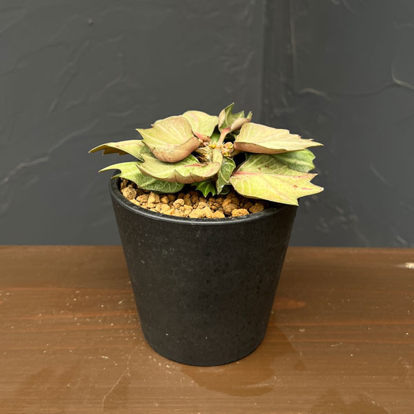 Rakuten - 観葉植物/ユーフォルビア：フランコイシー 3.5号26-01