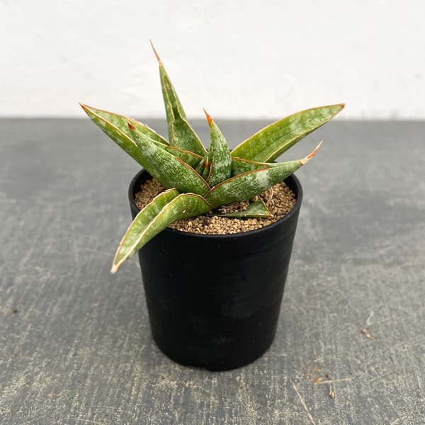 Other Aquatic Plants - 観葉植物/サンセベリア：プラブ 2号鉢植え