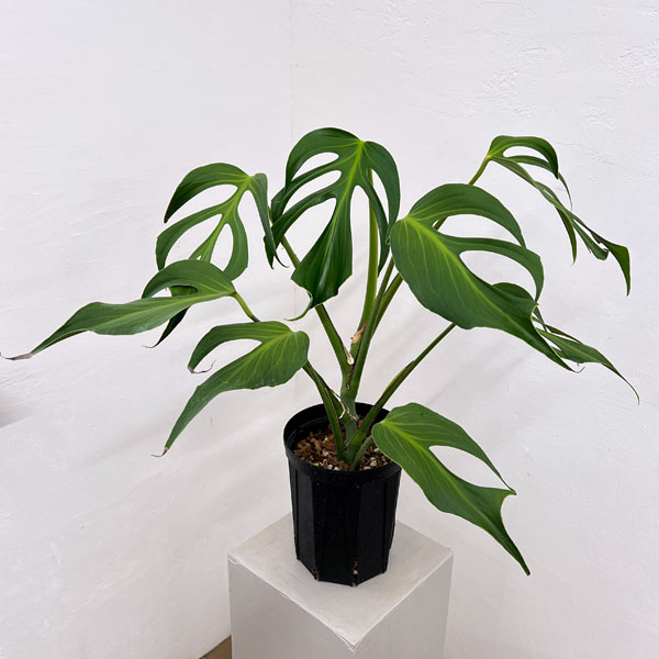 Rakuten - 観葉植物/モンステラ：バールマルクスフレーム 6号鉢植え26-01