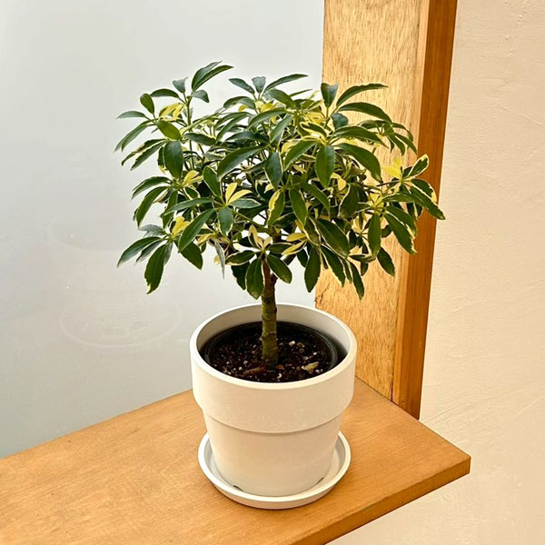 Rakuten - 観葉植物/シェフレラ：ムーンドロップ 3.5号硬質ポット 鉢カバー付き(アーバンプランツポットソリッド ミルク)