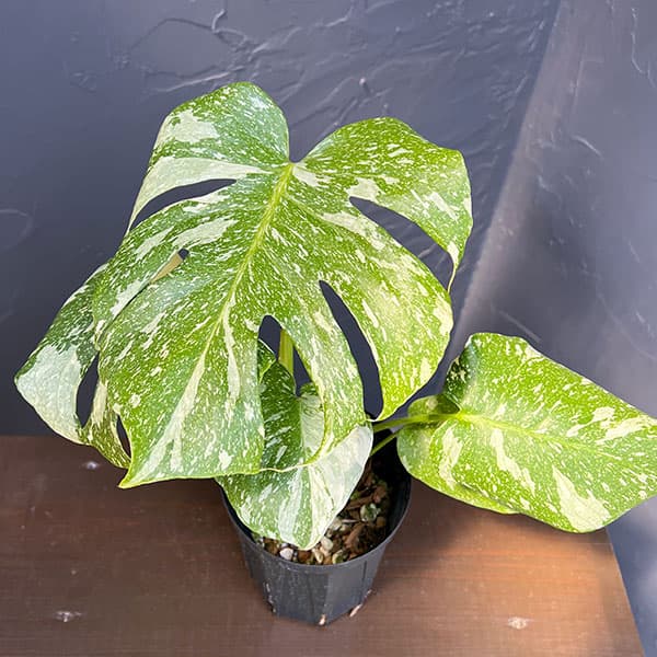 Rakuten - 観葉植物/モンステラ：タイコンステレーション（散斑）セレクト 4号スリット鉢植え26-06