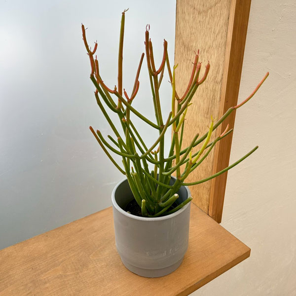 観葉植物/ミルクブッシュ：スティッ...