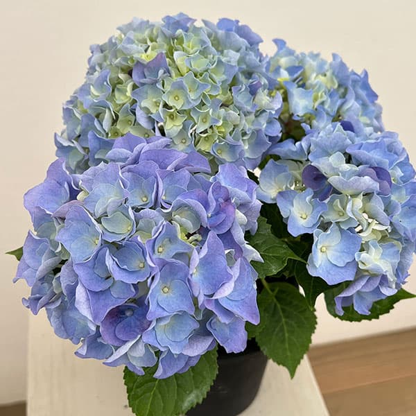 楽天市場】シュシュ 紫陽花の通販