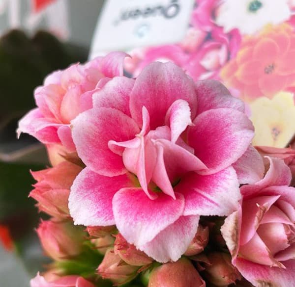 カランコエ ピンク花 観葉植物 楽天市場】カランコエ ピンク（花・ガーデン・DIY）の通販