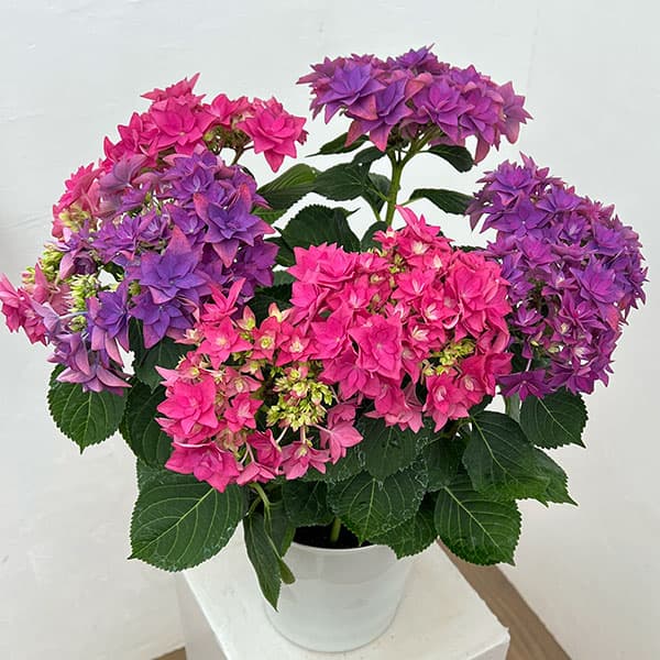 アジサイ：フランシー2色植え6号鉢植え