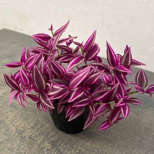 楽天市場】PINK（観葉植物｜花・観葉植物）：花・ガーデン・DIYの通販