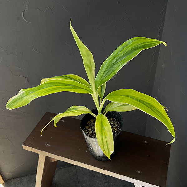 コルディリネ ティーリーフ観葉植物/コルジリネ：クラ・ゴールド 4号ポット新葉の鮮やかな色合いが特徴的なコルジリネ（コルディリネ）です。魅惑的な大人色が目を惹きます。育て方は一般的なコルジリネと変わりませんので、育てやすい植物です。ティーリーフ（ティリーフ）とはハワイから広まったコルジリネの呼称。ハワイでは「Ti ティ」と呼ばれ神聖な植物とされています。多くの種類があり、葉色や葉の形も様々です。広い葉はフラダンスのスカートの素材として使われています。春から秋までは屋外でも育てられるトロピカルガーデニング素材。冬季は室内で越冬が可能です。学名Cordyline 'Kula Gold' タイプリュゼツラン科の常緑低木耐寒温度5℃以上育て方：耐陰性はありますが、葉色を綺麗に保つには明るい半日陰で管理するのが好ましい植物です。生育期は鉢土の表面が乾いたらたっぷりと水を与え、受け皿には水をためないようにします。こまめに霧吹きで葉水も与えます。肥料は固形肥料を1か月に1回、あるいは液体肥料を10日に1回程度与えます。冬場の肥料は不要です。※写真はイメージです。　　■お届け地域につきまして・冬季は寒冷地や配送日数のかかる地域へのお届けができません。（概ね12〜3月、北海道、東北、沖縄、離島など）・但し個別の植物の耐寒温度により、お届け可能であればご相談させていただく場合があります。　コルジリネ：クラ・ゴールド 4号ポットの栽培ガイド観葉植物の管理方法