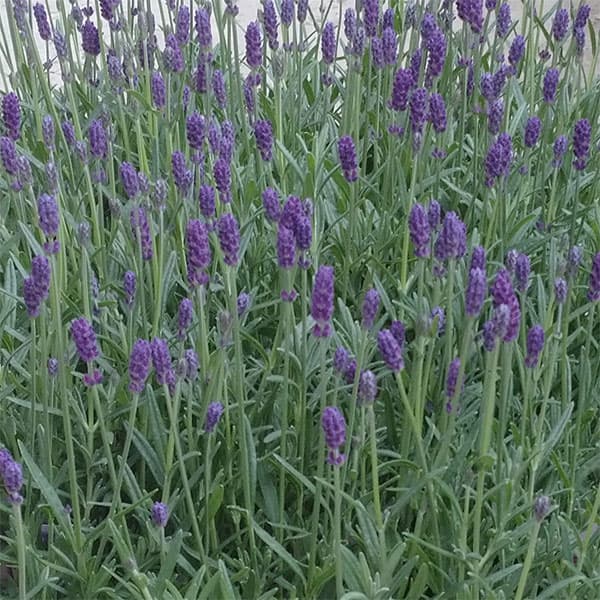 赤紫色の花色・ほのかの枝変わりハーブの苗/イングリッシュラベンダー：しほ3.5号ポット 6株セットラベンダー「しほ」は、岩手県で選抜育種されたイングリッシュ系品種。人気の二季咲き品種「ほのか」の色変わり品種です。蕾のときから濃紫色がくっきりと出て、赤紫色の寸胴な花穂となるのが特徴です。耐寒性が非常に強く丈夫で、年々大株に育ちます。甘くフルーティーな香りです。※品種登録または品種登録出願済みの品種ですので、無許諾で苗木等を増殖して販売することはできません。タイプシソ科ラバンデュラ属の耐寒性常緑多年草草丈30-40cm開花期春・秋耐寒性強い耐暑性強いが蒸れに注意日照日向むき育て方：日当たり、水はけのよい冷涼な場所を好みます。多湿に弱いので、なるべく水はけ良く育ててください。平地なら土盛りをするとよいでしょう。肥料は控えめに、特に窒素分が多いと枯れるのでご注意ください。開花終了後にバッサリと剪定すると、蒸れを防ぐことができ、次のシーズンにしっかり花が上がります。蕾のころに刈り取ってドライフラワーやポプリにするのもおすすめです。写真は一例です。お届けのタイミングによっては、花穂を切り戻した状態となる場合があります。イングリッシュラベンダー：しほ3.5号ポット 6株セットの栽培ガイドハーブの横顔　〜ラベンダー〜ラベンダーの剪定時期と剪定方法ラベンダースティック（バンドルズ）の作り方ハーブの育て方