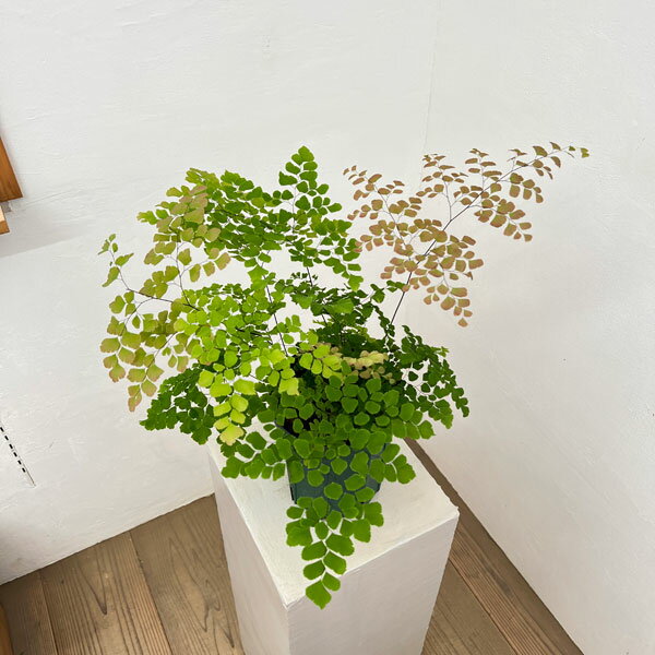 観葉植物/アジアンタム：スクータムロゼウム 5号鉢植え