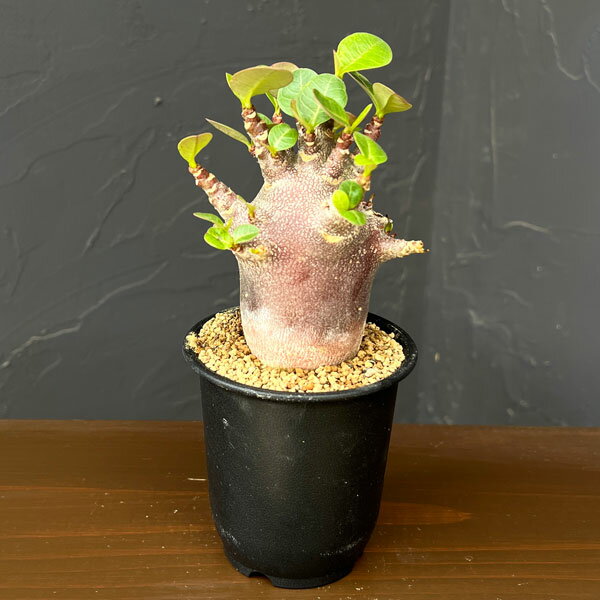 観葉植物/アデニウム：アラビカムブ...