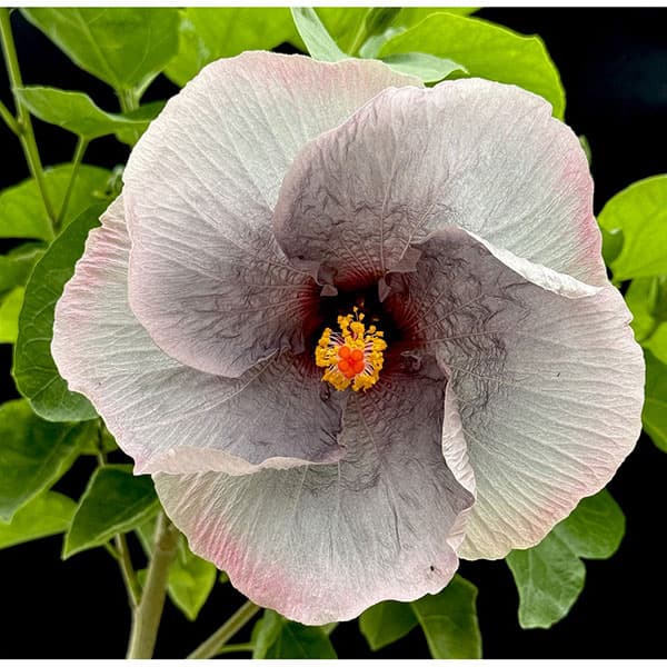 草花の苗/ハイビスカス：魔性の宴 4.5号鉢植え