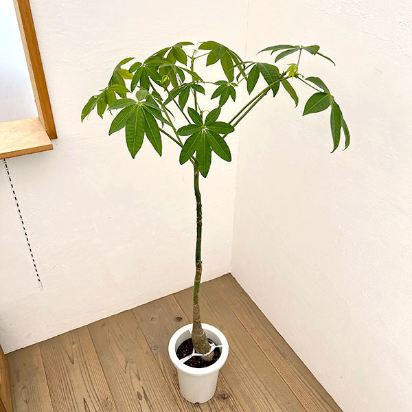 楽天市場】観葉植物 パキラ 現品の通販