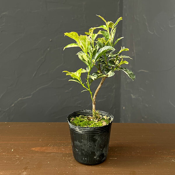 楽天市場】斑入り 山野草（ガーデニング・農業｜花・ガーデン・DIY）の通販