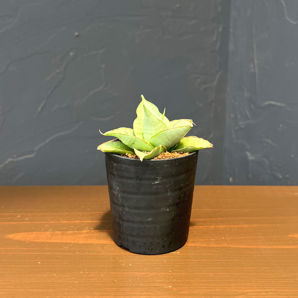 観葉植物/サンセベリア：シルバーロ...