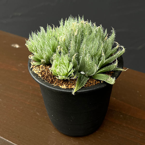 楽天市場】ハオルチア（カラーホワイト）（観葉植物｜花・観葉植物