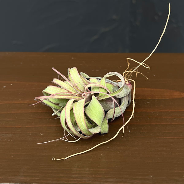 観葉植物/チランジア：エリックノブロック（Sサイズ）