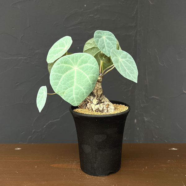 楽天市場】ステファニ ア 植物の通販
