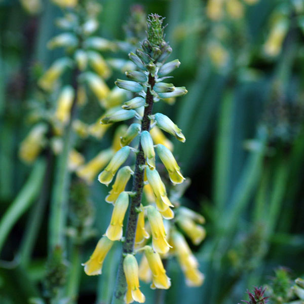 小型 4月-5月開花 南アフリカ原産 神秘的なグリーン・ブルーの花色 開花期間が長い球根植物球根/ラケナリア オーロラ3球セットラケナリアは南アフリカに自生するユリ科の球根植物。穂状の花を多数咲かせ、開花期間も1ヶ月以上と長いのが特徴です。花が上向きに咲くヒヤシンスタイプと下向きに咲くペンデュラスタイプがあります。オーロラは三宅花卉園オリジナル品種。神秘的なグリーンからイエローとブルーのグラデーションカラーで、切り花でも大人気の品種です。学名： Lachenalia Aurora タイプ：キジカクシ（旧ユリ）科半耐寒性球根植物（関東以南なら露地で越冬可能）草丈：20-30cm植え付け適期9-10月開花期：3月下旬〜4月下旬栽培方法：日当たりのよい場所で、有機質に富んだ砂混じりの土が最適です。よく耕した土に化学肥料等をまぜ、5〜10センチ間隔に、5〜8センチの深さで植えます。植付後すぐに過湿にすると球根が腐る事があるので、芽が動くまでは水やりを控えめにしてください。発芽後は水切れすると花が貧弱になったり色あせてしまいますので、冬もたっぷり水をやってください。数年は植えつけたままにできます。自然分球で増えていきます。花後堀り上げる場合は葉が枯れてから掘り上げ、半月程陰干しして冷暗所で保存します。写真は開花時のイメージです。★バラ球を無地袋に詰めた状態でお届けします。カラーラベルは付いていません★※球根の表皮が剥けていたり、細かな傷がある場合がありますが、生育には支障ありません。ラケナリア オーロラ3球セットの栽培ガイド秋植え球根のダブルデッカー植え球根の植付け秋植え球根