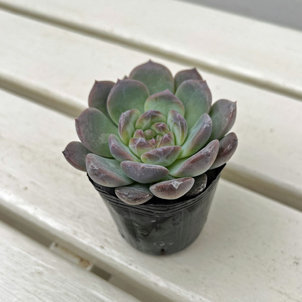 観葉植物/エケベリア：クリスタルレイク 2号ポット