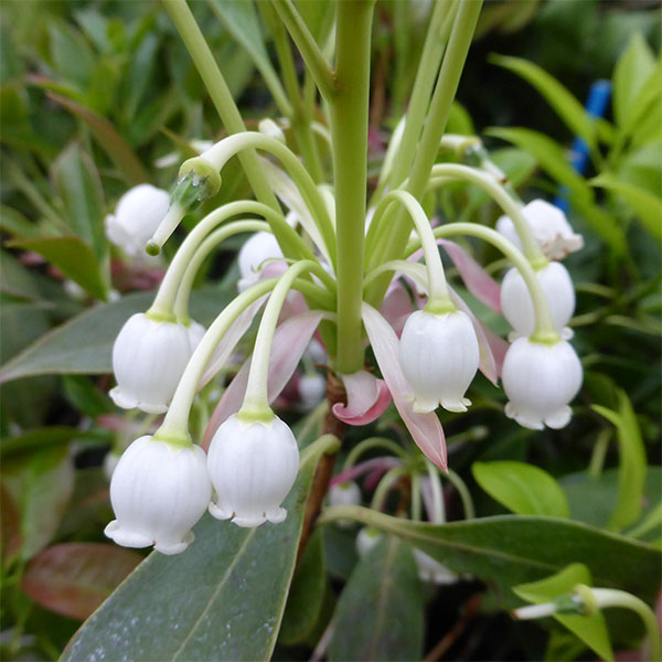 花木 庭木の苗/ホンコンドウダンツツジ：白花3.5号ポット