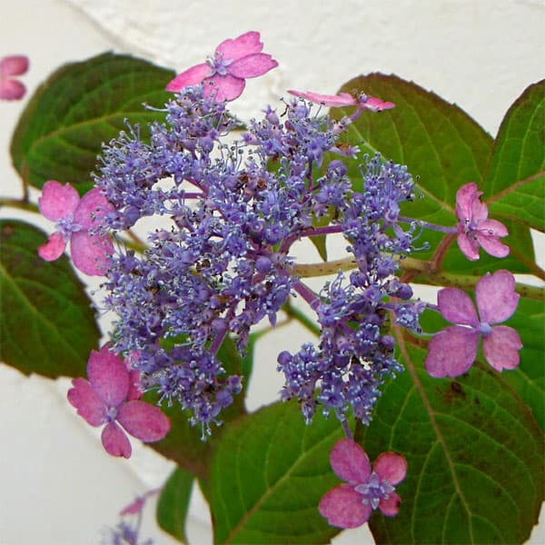 花木 庭木の苗/ヤマアジサイ：ミサトザクラ（美里桜）4号ポット