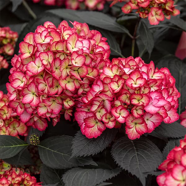 花木 庭木の苗/アジサイ：エクリプス6号ポット