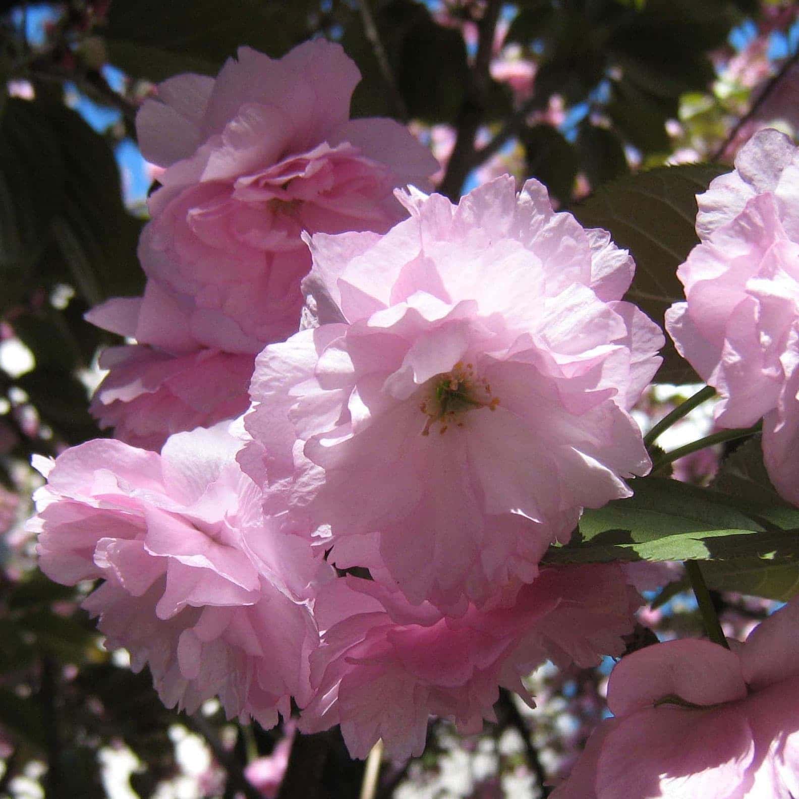 花木 庭木の苗/桜（サクラ）：南殿（ナデンザクラ）盆栽仕立て5号鉢植え
