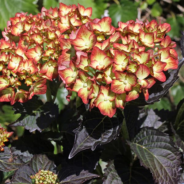 花木 庭木の苗/アジサイ：ライト・マイ・ファイヤー 3号ポット