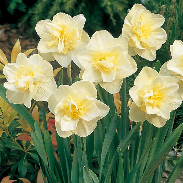 球根/水仙：ホワイトライオン3球セット